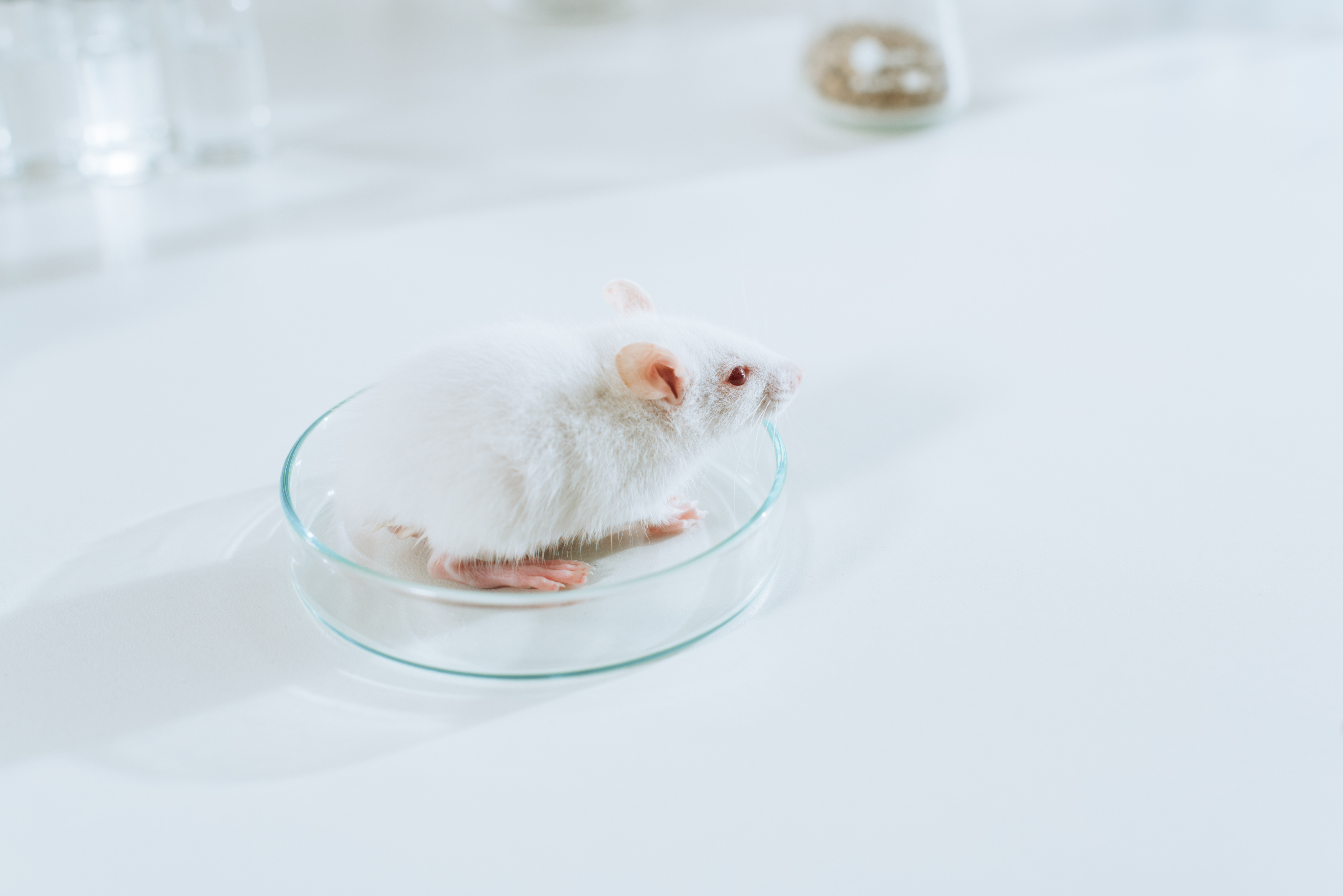 Dieren kunnen waardevolle inzichten geven in ZvH, maar de enige manier om de veiligheid en effectiviteit van nieuwe behandelingen te testen is door klinische onderzoeken uit te voeren