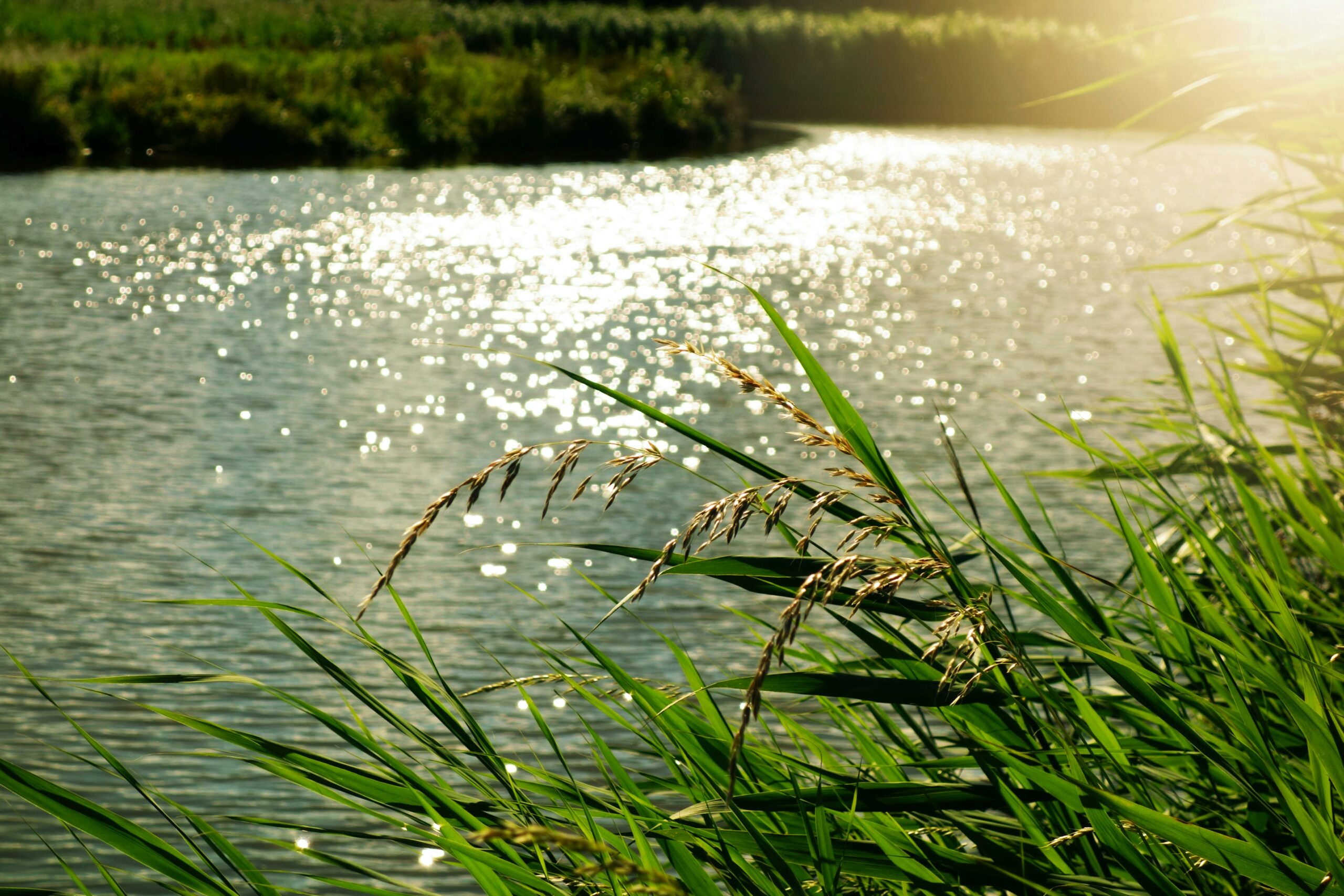 De genetische rivier bevaren: Hoe kleine variaties het verloop van de ZvH kunnen veranderen